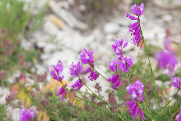 Purple rocky tufted flowers in green grass background.