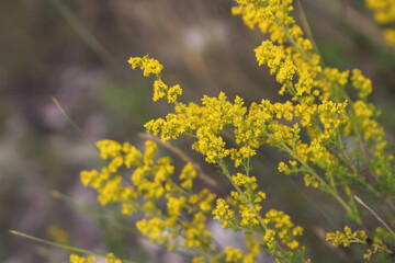 Yellow rocky conical flowers in highland. Floral background.