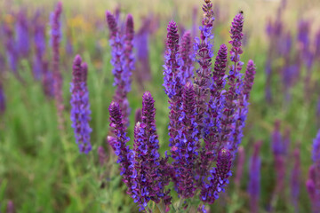 A lot of purple wildflowers on green meadow.