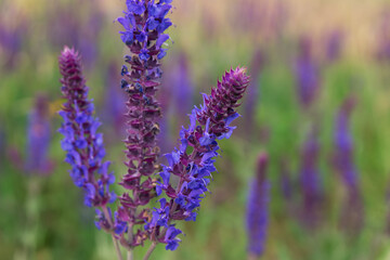 Obraz premium A lot of purple wildflowers on green meadow.