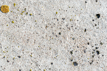 Concrete wall with fungus (copy space).