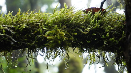 moss with morning dew- closeup