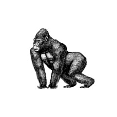 Western gorilla is crawling in vintage style. Giant monkey. Hand drawn engraved sketch in woodcut style.  © artbalitskiy