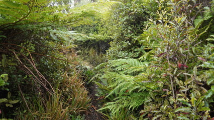 mossy forest