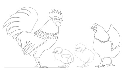 rooster, hen and chicks one continuous line drawing, sketch, vector