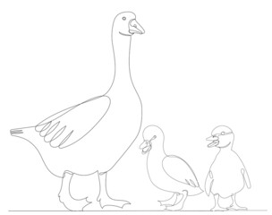 goose and goslings drawing in one continuous line, sketch, vector