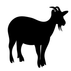 goat silhouette, on white background, isolated, vector