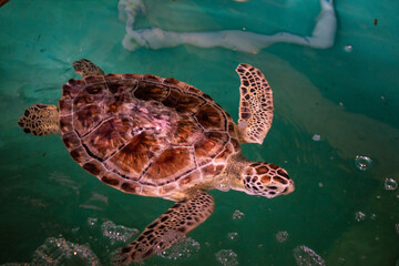 Fototapeta premium Rescue Turtles South Padre Island