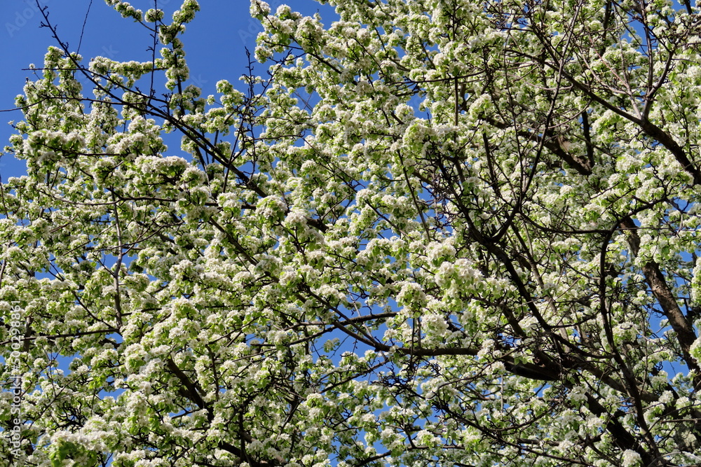 Canvas Prints Cerisiers en fleurs.