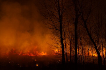 Fototapeta na wymiar Russia. South of Western Siberia. Night fire in the spring forest. Arson causes terrible fires in fields and forests during the dry spring, which are very difficult to extinguish.