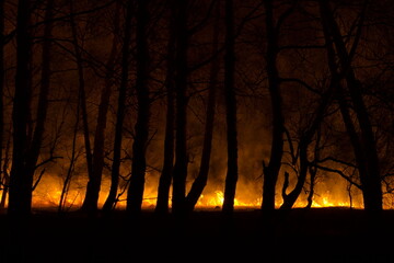 Russia. South of Western Siberia. Night fire in the spring forest. Arson causes terrible fires in fields and forests during the dry spring, which are very difficult to extinguish.