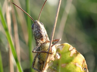 Chorthippus biguttulus-group , portrait - 500298885