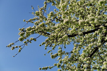 Branches de cerisier en fleurs et ciel bleu.