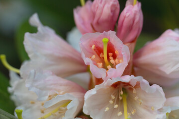 Rhododendron Detail Blüteweiss rosa