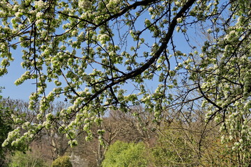 Branches de cerisier en fleurs et ciel bleu.