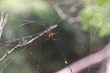 Spiders in their webs in trees