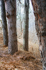tree trunks in a mountain forest. spring walks 