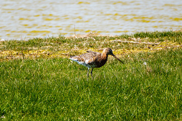 Grutto de nationale vogelsoort van Nederland - Black-tailed godwit the national bird species of the Netherlands