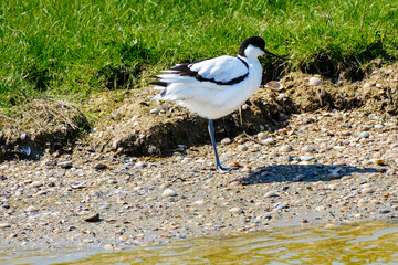 Kluut - Pied avocet