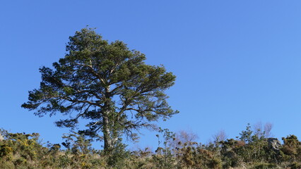 Tree in the bush in autumn