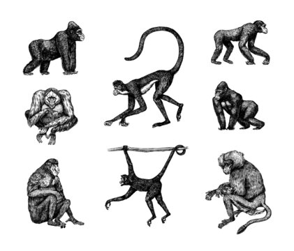 Bonobo or chimpanzee, Western gorilla , Orangutan in vintage style. Colombian capuchin Proboscis monkey. Spider monkey or Southern muriqui . Hand drawn engraved sketch in woodcut style. 