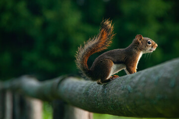 Squirrel on a fence