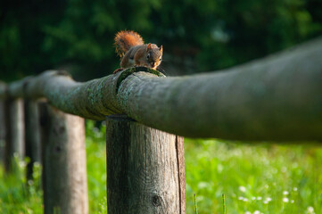 Squirrel on a fence