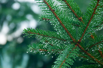 Spruce branch close up