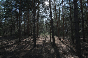 Landscape dark pine forest with breaking rays sunlight.