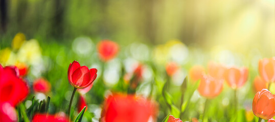Fototapeta Closeup nature view of amazing red pink tulips blooming in garden. Spring flowers under sunlight. Natural sunny flower plants landscape and blurred romantic foliage. Serene panoramic nature banner obraz