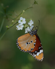 African monarch butterfly on white flowers at Phalaborwa near Kruger national Park, Limpopo. South...