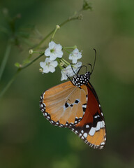 African monarch butterfly on white flowers at Phalaborwa near Kruger national Park, Limpopo. South Africa