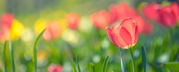 Closeup nature view of amazing red pink tulips blooming in garden. Spring flowers under sunlight....