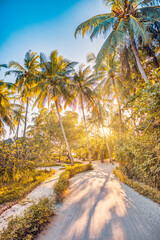 Naklejka na ściany i meble Amazing summer landscape. Tropical nature pathway, freedom adventure trail with warm sunset sunlight rays, beams. Beautiful green palm forest jungle path, positive happy energy. Relaxing sunny foliage