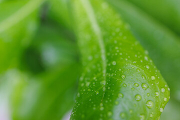 Green leaf with water drops for background. Beautiful leaf texture in nature. Nature green leaves with raindrop background texture. Natural closeup environment, clean concept of freshness, organic