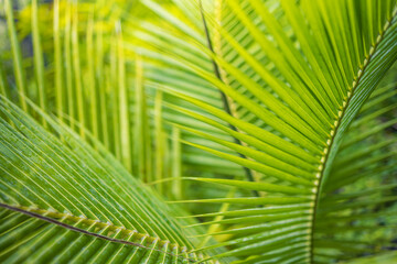 Abstract closeup of tropical palm tree leaf, exotic nature pattern. Sunlight, blurred green foliage. Relaxing nature view, natural leaf texture nature background.