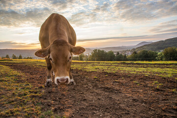 Vache dans le coucher de soleil