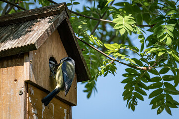 Male blue tit, cyanistes caeruleus, visiting nest box and feeding female bird a caterpillar whilst she incubates eggs
