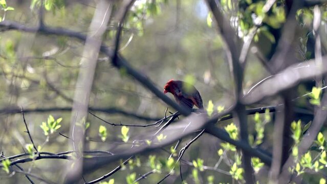 Red house finch scratches self while perched on a tree branch then flies away