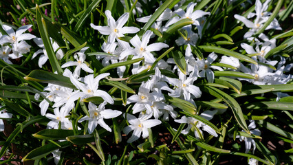 Obraz premium Closeup of blooming white scilla luciliae flowers. First charming white spring flowers. Fragile bulbous plant.