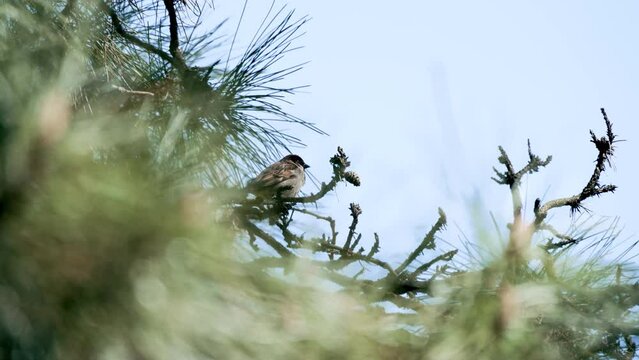 Sparrow chirps in a pine tree