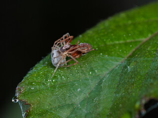 Spiders confronted on top of a leaf.