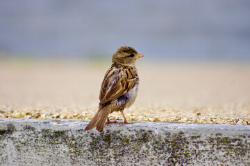 Sparrow bird on concrete. House sparrow female songbird (Passer domesticus). Close up photo of sparrow bird. 