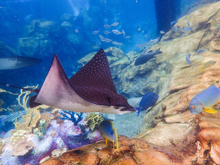 An Eagle Ray swimming over coral reef, stingray
