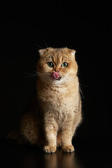 Portrait of hungry scottish fold cat with green eyes licking with tongue close - up space for text on a black background