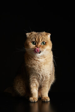 Portrait Of Hungry Scottish Fold Cat With Green Eyes Licking With Tongue Close - Up Space For Text On A Black Background