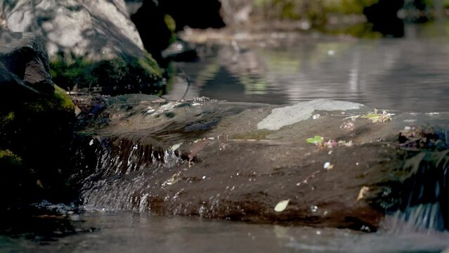 Forest stream