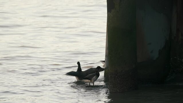 Goose eats algae growing on pier
