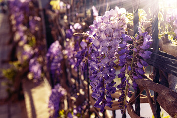 Branches of beautiful purple wisteria tree hang over iron fence. Rays of sun go through blooming...