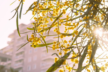 Close-up of acacia tree with yellow flowers and tall city building in background. Sunlight shining through branches of blooming acacia. Selective focus. Blurred background.